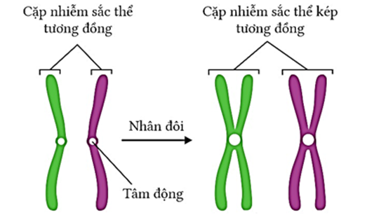 Hình bên mô tả quá trình nhân đôi của cặp NST tương đồng, có tất cả bao nhiêu chromatide? (ảnh 1)