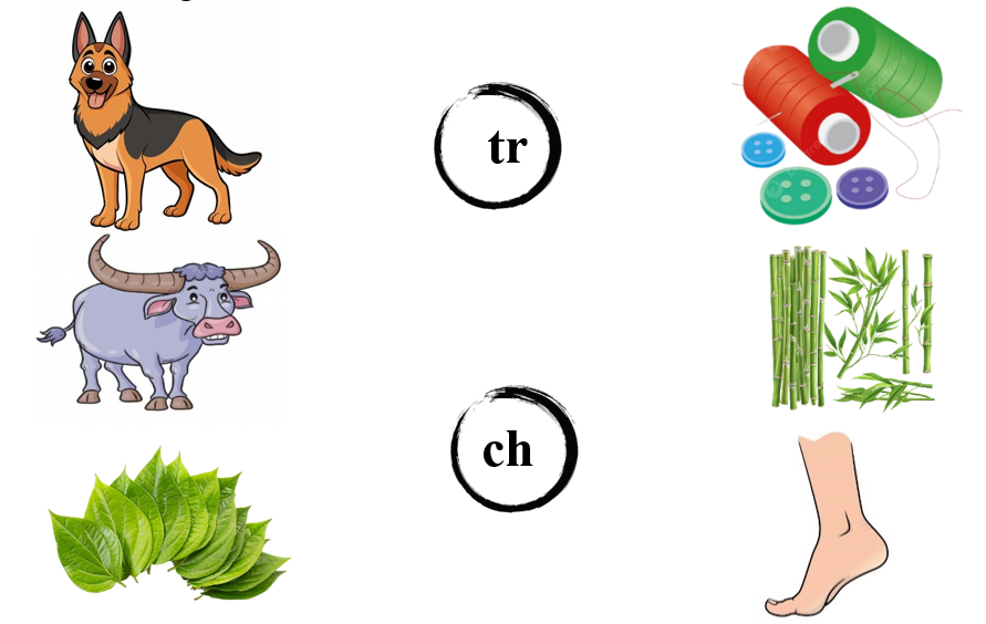 Nối đúng: tr ch (ảnh 1)