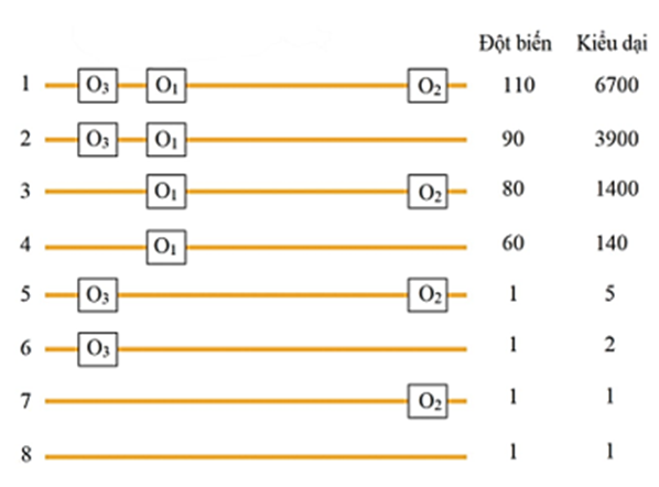 Ở vi khuẩn E.coli kiểu dại, vùng O của operon lac có ba vị trí phân biệt gọi là O1, O2 và O3. Để nghiên cứu chức năng của ba vị trí này (ảnh 1)