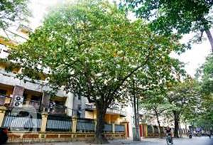 A tree in a city

AI-generated content may be incorrect.