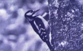 Thêm dấu hỏi hoặc dấu ngã cho các tiếng in đậm và giải câu đố sau.  Hai chân giư chặt thân cây         Mo luôn go go ca ngày tìm sâu. (ảnh 1)