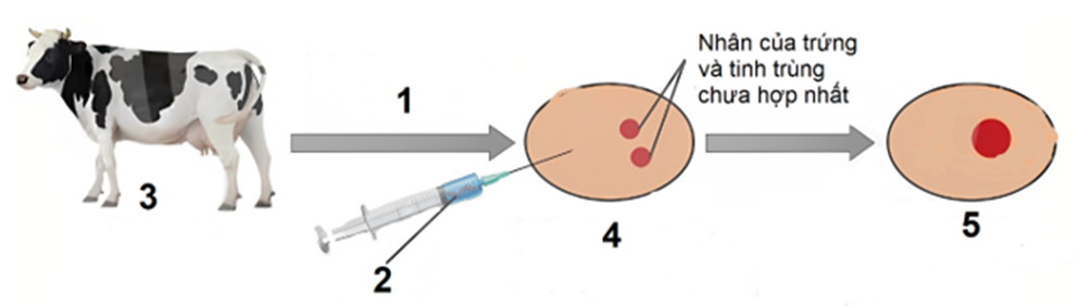 Hình dưới mô tả một giai đoạn của nguyên lí tạo động vật biến đổi gene. Theo lý thuyết, mỗi nhận định sau đây là Đúng hay Sai? (ảnh 1)