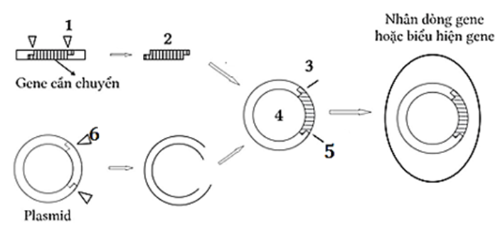 Hình dưới mô tả quy trình công nghệ gene. Theo lý thuyết, mỗi nhận định sau đây là Đúng hay Sai? (ảnh 1)