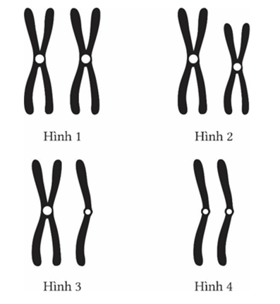 Hình số bao nhiêu mô tả đúng cặp NST kép tương đồng? (ảnh 1)