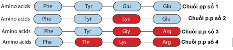Cho trình tự amino acids của chuỗi polipeptide (pp) ban đầu như sau:

Sau khi xảy ra đột biến điểm đã tạo ra 4 chuỗi pp lần lượt như sau (cho biết vị trí amino acids màu đỏ là các
aminos acid (ảnh 2)
