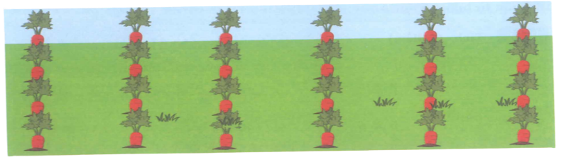 Số ? 1/6 số củ cà rốt là ….. củ cà rốt 1/4 số củ cà rốt là ….. củ cà rốt. (ảnh 1)