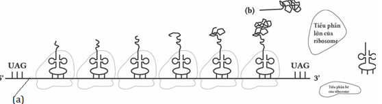 A line drawing of a group of objects
AI-generated content may be incorrect.