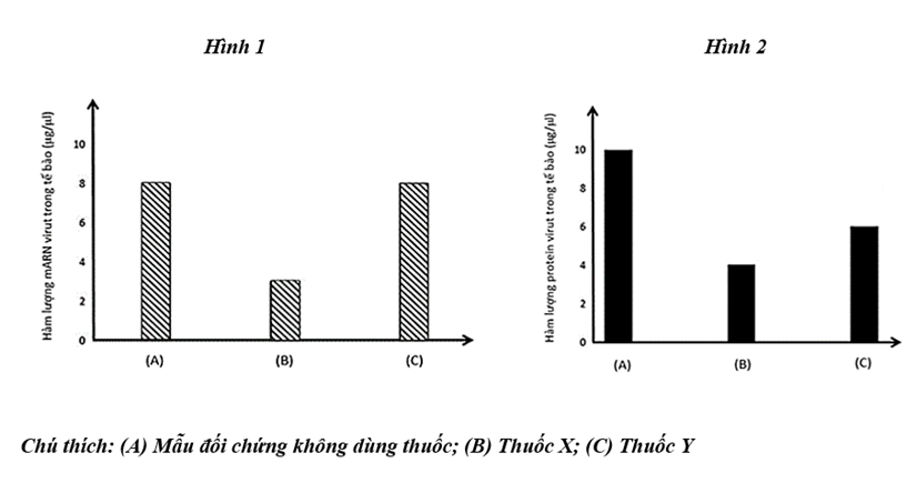 Để nghiên cứu tác động của 2 loại thuốc mới (thuốc X và Y) lên bệnh nhân nhiễm virus SARS-CoV-2 (ảnh 1)
