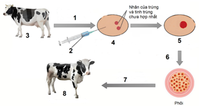 Hình dưới mô tả một giai đoạn của nguyên lí tạo động vật biến đổi gene. Theo lý thuyết, mỗi nhận định sau đây là Đúng hay Sai? (ảnh 1)