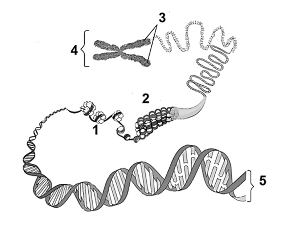 Hình bên mô tả cấu trúc siêu hiển vi của NST, cấu trúc số 4 có kích thước bao nhiêu nm? (ảnh 1)