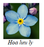 Khẳng định nào là đúng về bông hoa lưu ly? (ảnh 1)