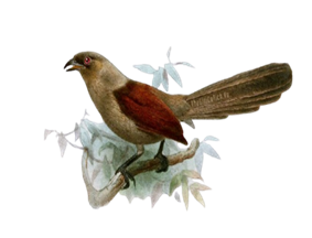 a) Đây là con gì? (ảnh 2)