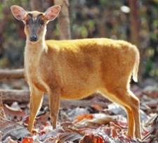 A deer standing on leaves

AI-generated content may be incorrect.