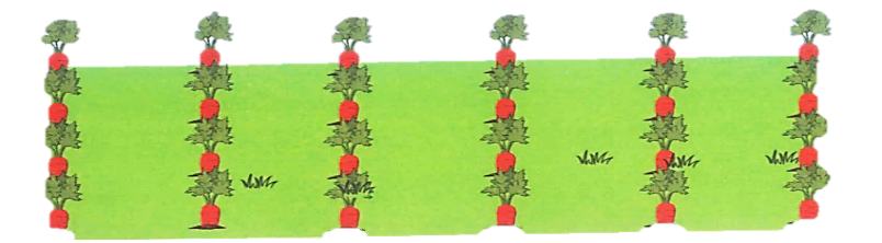 Số ? 1/6  số củ cà rốt là ….. củ cà rốt  1/4 số củ cà rốt là ….. củ cà rốt. (ảnh 2)