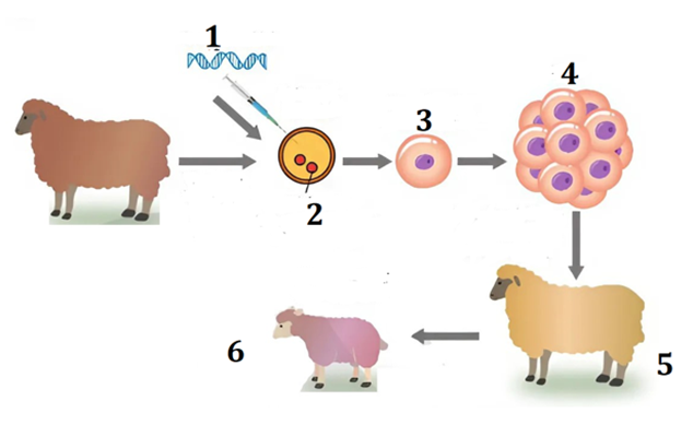 Hình bên mô tả quy trình tạo động vật biến đổi gene, hãy cho biết từ chi tiết số bao nhiêu đã có chứa gene ngoại lai cần đưa vào? (ảnh 1)