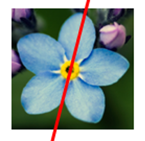 Khẳng định nào là đúng về bông hoa lưu ly? (ảnh 2)