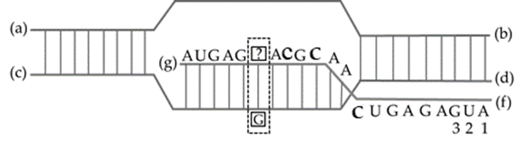 Hình bên mô tả một giai đoạn của quá trình phiên mã xảy ra trong vùng mã hóa của một gene ở sinh vật nhân sơ (ảnh 1)