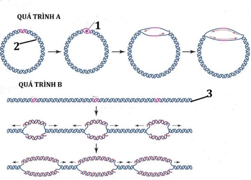 Hình bên mô tả cơ chế nhân đôi của DNA, mỗi nhận định sau đây Đúng hay Sai? (ảnh 1)