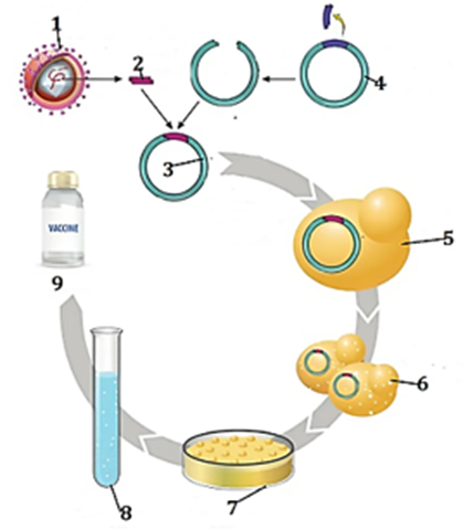 Hình vẽ mô tả quá trình sản xuất vaccine phòng bệnh viêm gan B do virus Hepatitis B. Theo lý thuyết, mỗi nhận định sau đây là Đúng hay Sai? (ảnh 1)