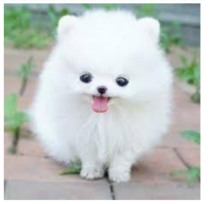 Điền vào chỗ trống: con A. en (ảnh 1)