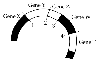 Allele B bị các đột biến điểm tại cùng 1 triplet tạo thành các allele B1, B2, B3. Các chuỗi polypeptide do các allele này quy định lần lượt là (ảnh 1)