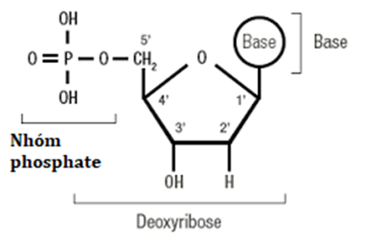Hình vẽ sau đây mô tả cấu tạo chung của một nucleotide. Hãy quan sát hình ảnh và cho biết mỗi nhận định sau đây là Đúng hay Sai? (ảnh 1)