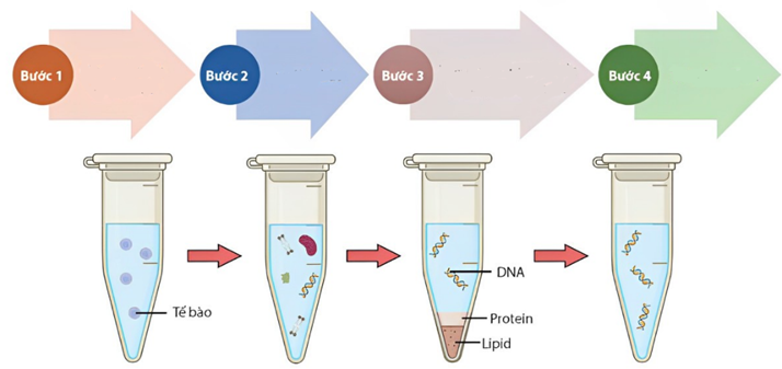 DNA (Acid Deoxyribonucleic) là phân tử quan trọng chứa đựng thông tin di truyền của sinh vật. Để có thể nghiên cứu các gen (ảnh 1)