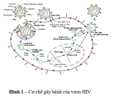Trước tiên, HIV không phải là bệnh. HIV là tên của một loại virus gây tổn hại hệ thống miễn dịch của cơ thể (ảnh 1)