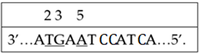 Một đoạn mạch gốc của gene có trình tự như bảng, trong đó quan tâm các vị trí nucleotide thứ 2, 3 và 5 (được gạch chân) (ảnh 1)