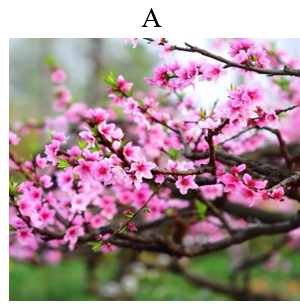 Đâu là loài hoa đặc trưng dịp Tết của miền Bắc? (ảnh 1)