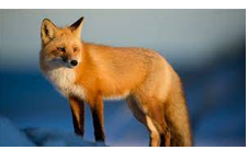 Chọn từ ngữ phù hợp với hình ảnh sau: (ảnh 1)