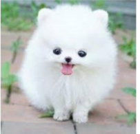 Điền vào chỗ trống:                       c11 con A. en 					B. ên C. in 					D. ún (ảnh 1)