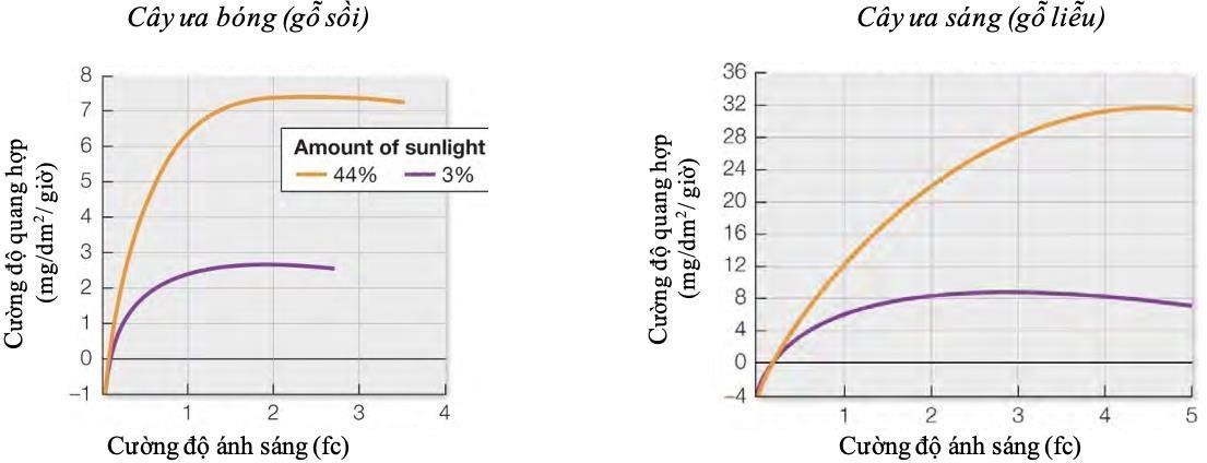 Để nghiên cứu sự khác biệt giữa thực vật ưa sáng và ưa bóng, các nhà khoa học đã làm thí nghiệm với cây non của hai loài thực vật, một cây ưa bóng (gỗ sồi) và một cây ưa sáng (gỗ liễu).  (ảnh 1)