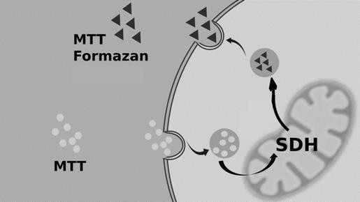 Một trong những phương pháp thường được dùng để xác định độc tính của một hợp chất đối với một loại tế bào là thử nghiệm MTT được tiến hành sau khi nuôi cấy tế bào đến mật độ cao (các tế bào bao phủ 70 – 80% bề mặt bình nuôi)  (ảnh 1)