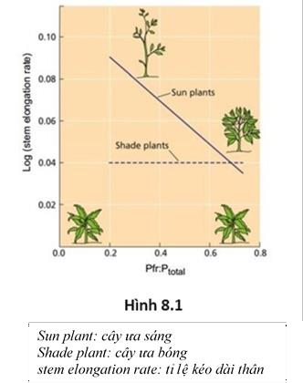 8.1.  Hình 8.1 minh họa vai trò của phytochrome đỏ xa (Pfr) đến sự kéo dài thân của thực vật ưa sáng và ưa bóng. Dựa vào quang phát sinh hình thái phụ thuộc phytochrome, hãy trả lời các câu hỏi sau: (ảnh 1)