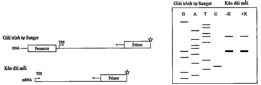Các nhà khoa học đang nghiên cứu nhằm xác định điểm khởi đầu phiên mã của một gene mới được phát hiện gần đây bằng hai phương pháp giải trình tự Sanger và kéo dài mồi được mô tả ở Hình 1.1 có sử dụng mồi đánh dấu phóng xạ (ảnh 1)