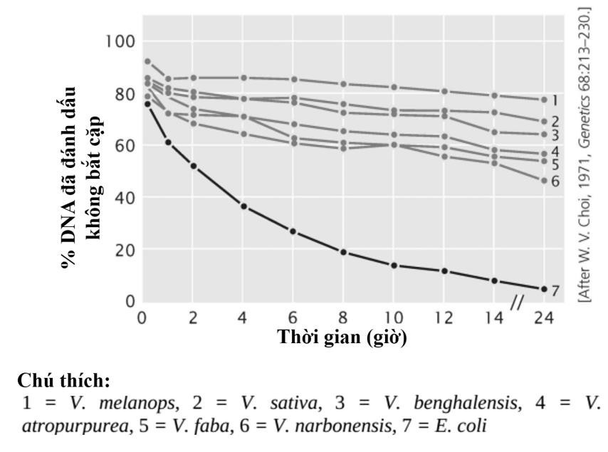 Trong một thí nghiệm, DNA từ sáu loài thực vật trong chi Vicia và từ E. coli với một lượng như nhau đã được biến tính bằng đun nóng và cắt thành những mảnh nhỏ (W. Y. Chooi. 1971). Biểu đồ hình 1 cho thấy kết quả hồi tính của thí nghiệm này. (ảnh 1)