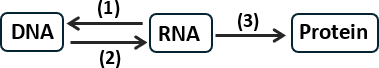 Ở một số virus có vật chất di truyền là RNA (HIV, SARS-CoV-2,…) có quá trình phiên mã ngược. Sau khi vào tế bào, RNA được enzyme phiên mã ngược của virus chuyển thành DNA và cài xen vào DNA của tế bào chủ. (ảnh 1)