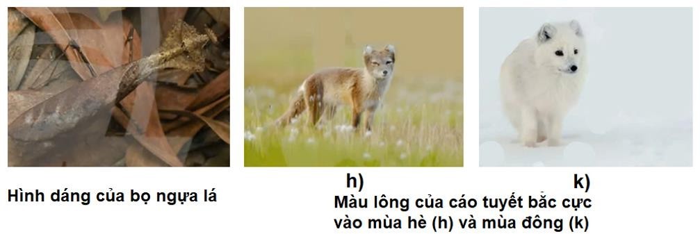 Khi quan sát về hình dáng của loài bọ ngựa lá và sự thay đổi màu lông của loài cáo tuyết bắc cực (Hình dưới), cho các phát biểu sau đây: (ảnh 1)