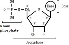 Hình 1 mô tả cấu tạo chung của một nucleotide. Hãy cho biết nhận định nào sau đây đúng? (ảnh 1)