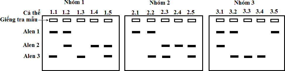 Để xác định tần số các allele của locus A nằm trên NST thường ở một loài thú, người ta đã tiến hành thu mẫu DNA của 15 cá thể ngẫu nhiên trong quần thể, chia làm 3 nhóm, mỗi nhóm có 5 cá thể. (ảnh 1)