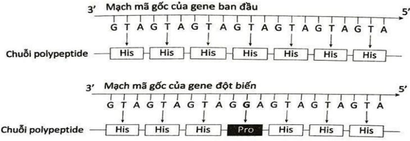 Hình bên mô tả sự ảnh hưởng của một loại đột biến điểm đến chuỗi polypeptide. Đột biến này thuộc dạng nào sau đây? A. Mất một cặp nucleotide B. Thay thế một cặp A – T bởi G - C. C. Thay thế một cặp T – A bởi G - C. D. Thêm một cặp nucleotide (ảnh 1)
