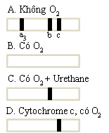 a) Năm 1952, David Keilin tiến hành thí nghiệm quan sát các băng hấp thụ ánh sáng của các cytochrome a3, b, c của ti thể. Theo đó, sự hấp thụ ánh sáng tạo nên các băng màu tối trên dải quang phổ. (ảnh 1)