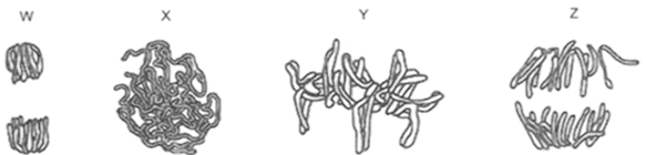 Hình 1 sau đây mô tả hình thái NST ở các kì khác nhau của quá trình nguyên phân. (ảnh 1)