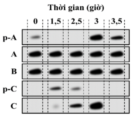 Sự điều hòa chu kì tế bào ở pha M (pha phân bào) có liên quan đến các loại protein A, B, C; p-A và p-C là trạng thái phosphoryl hóa của các protein tương ứng. (ảnh 1)