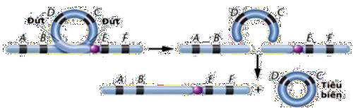 Hình dưới mô tả cơ chế phát sinh dạng đột biến nào sau đây?  A. Chuyển đoạn.	B. Đảo đoạn.	C. Mất đoạn.	D. Lặp đoạn. (ảnh 1)