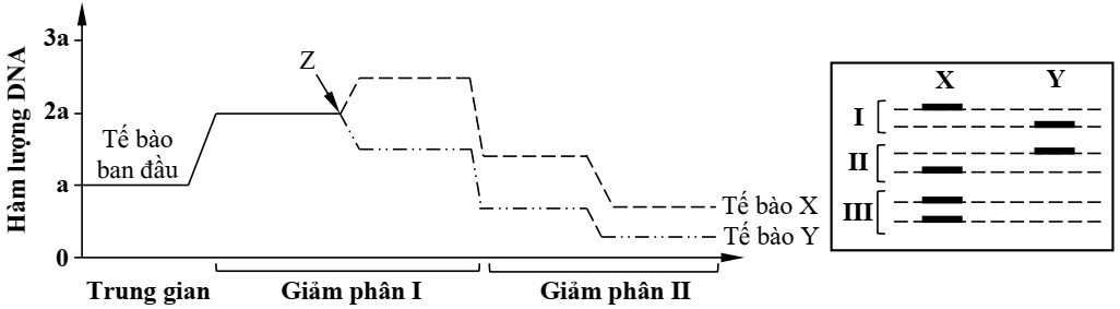 Một tế bào có kiểu gene    AB ab (ảnh 1)