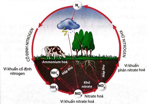 a. Tho&aacute;t hơi nước c&oacute; vai tr&ograve; g&igrave; đối với thực vật? b. Quan s&aacute;t h&igrave;nh 1 sau đ&acirc;y v&agrave; cho biết c&acirc;y c&oacute; thể lấy nitrogen từ đ&acirc;u? (ảnh 1)