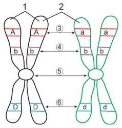 Hình sau đây mô tả cấu trúc trong nhân tế bào: (ảnh 1)