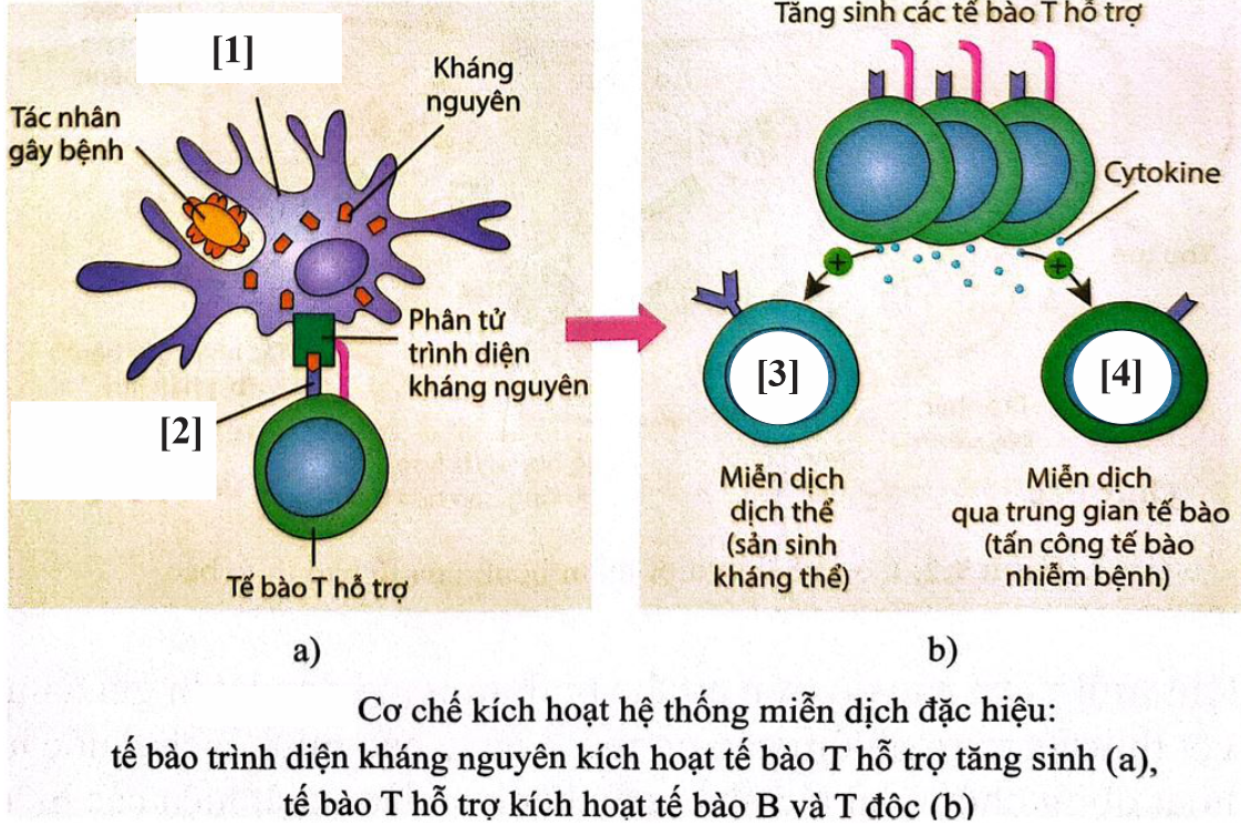 Dựa trên hình và cơ chế kích hoạt hệ thống miễn dịch đặc hiệu. Có bao nhiêu phát biểu sau đây đúng? (ảnh 1)